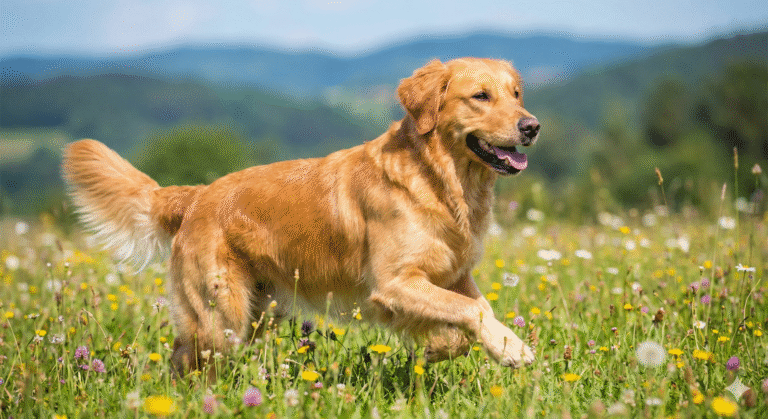 A healthy Labrador retriever sitting in a sunlit field, demonstrating the benefits of natural ways to boost dog immunity